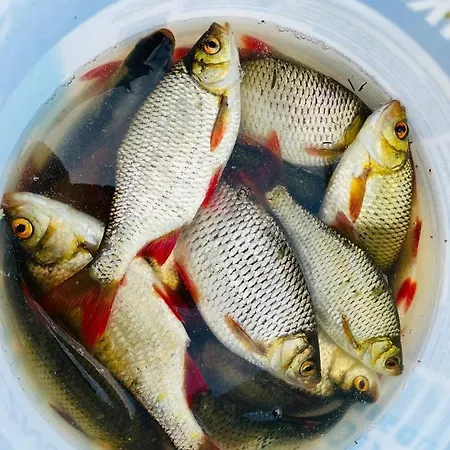 Nini House Swietajno