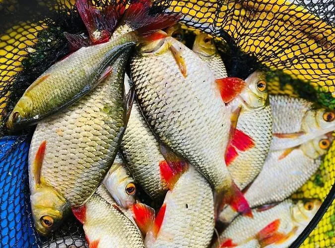 Nini House Swietajno Villa