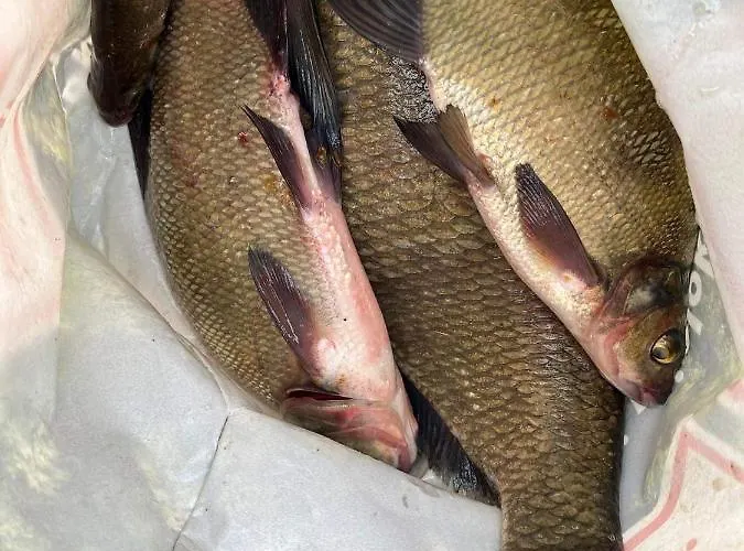 Nini House Swietajno Villa *