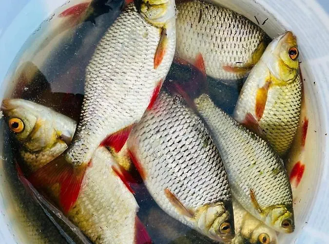 Nini House Swietajno